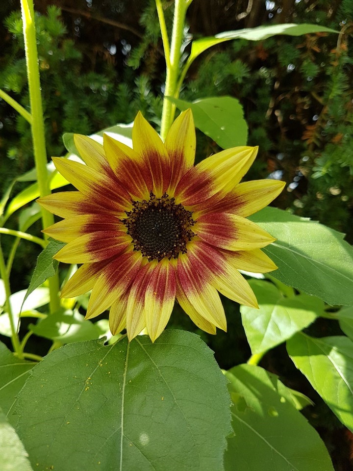 Sonnenblume